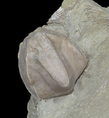 Blastoid (Pentremites) Fossil - Illinois #42805